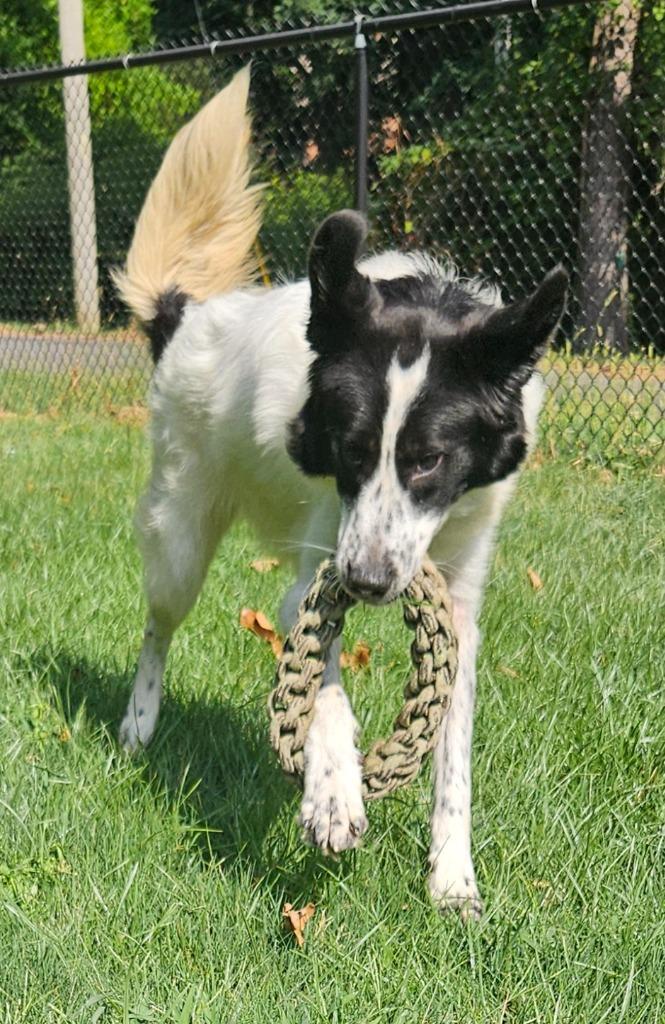 Lily, Adoptable, Young Female English Springer Spaniel & Collie.