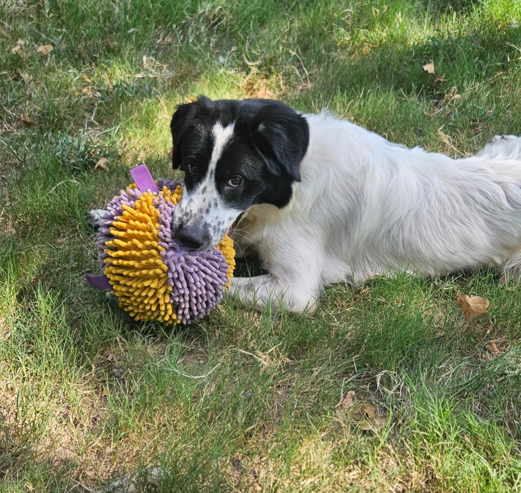 Lily, a Adoptable mixed breed in Sherwood, AR image 2/6