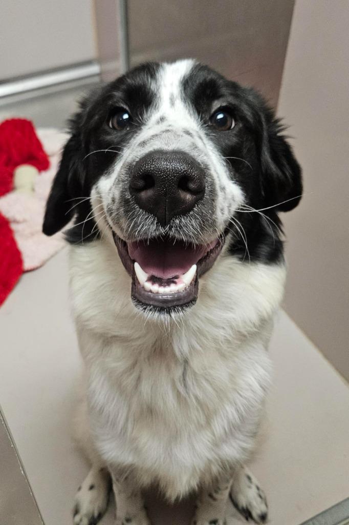 Lily, a Adoptable mixed breed in Sherwood, AR image 3/6