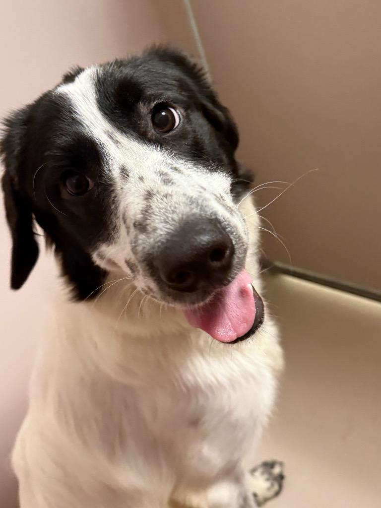 Lily, a Adoptable mixed breed in Sherwood, AR image 4/6
