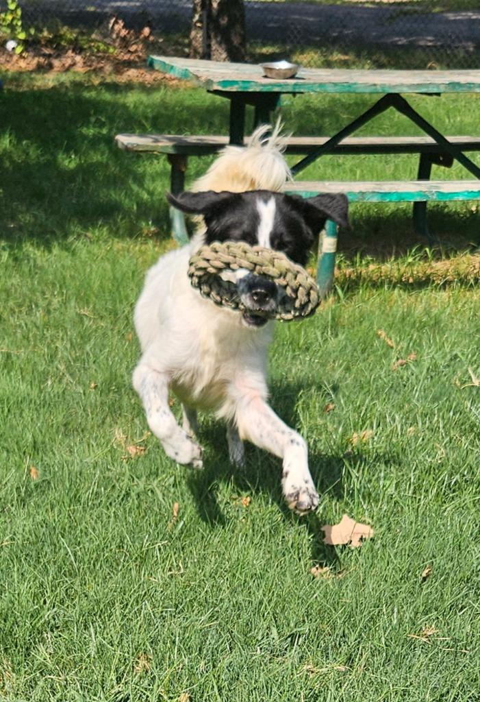 Lily, a Adoptable mixed breed in Sherwood, AR image 5/6