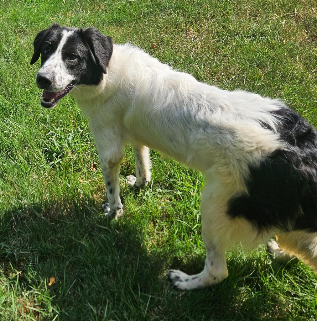 Lily, a Adoptable mixed breed in Sherwood, AR image 6/6