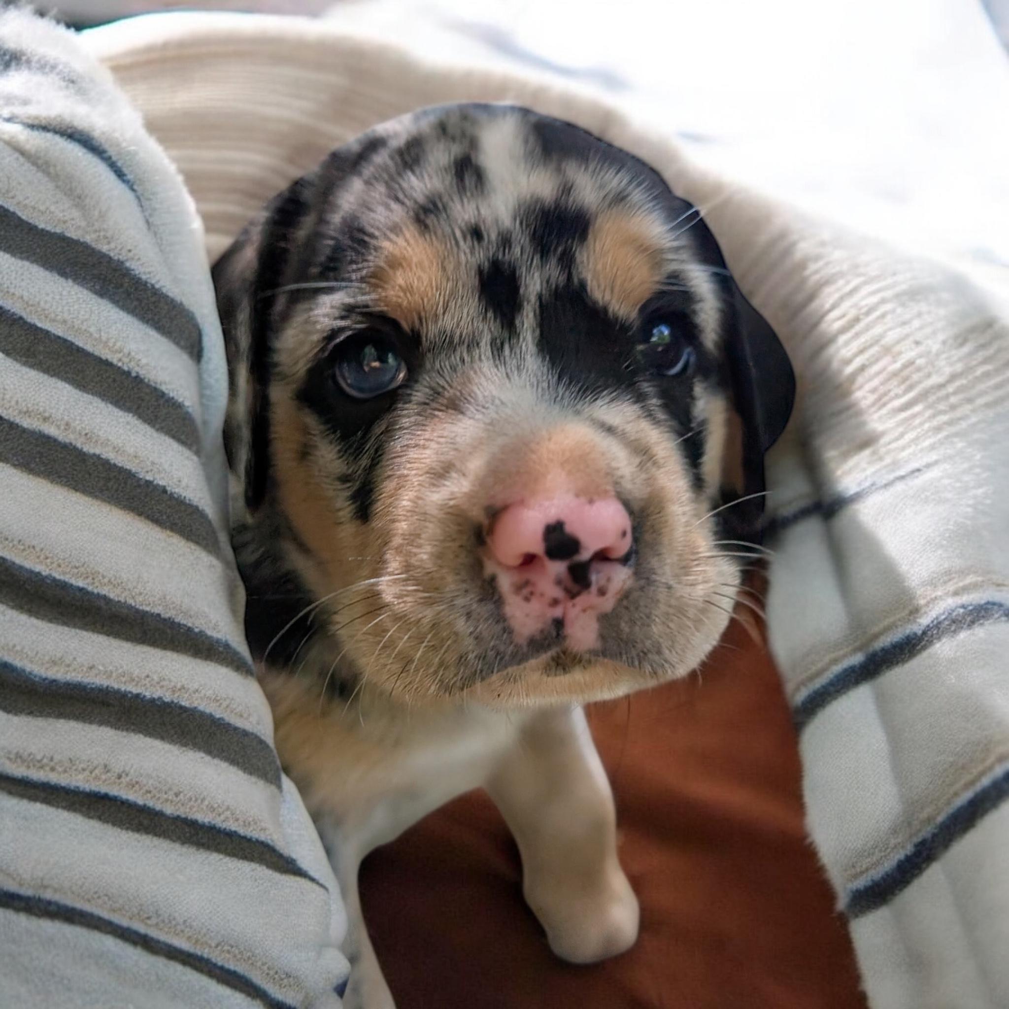 Augustus
