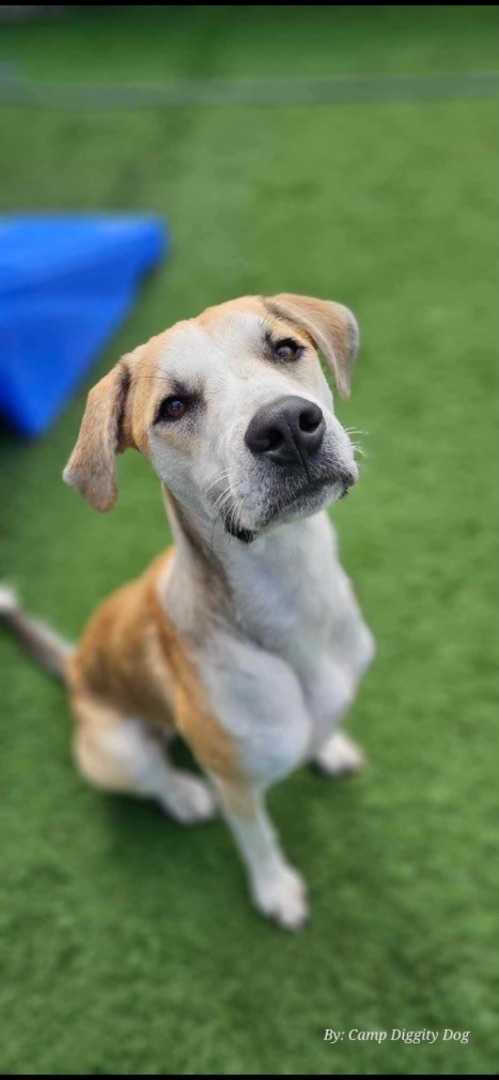 Chip, Adult Male Black Mouth Cur
