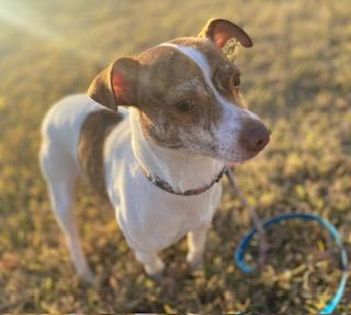 Enlarge Alfie, a ADOPTABLE Jack Russell Terrier in Memphis, TN image 3/3