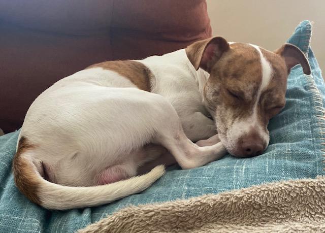 Alfie, ADOPTABLE, Adult Male Jack Russell Terrier.