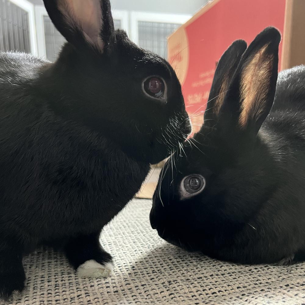 Barnaby and Betty, Adoptable, Adult Male Havana.