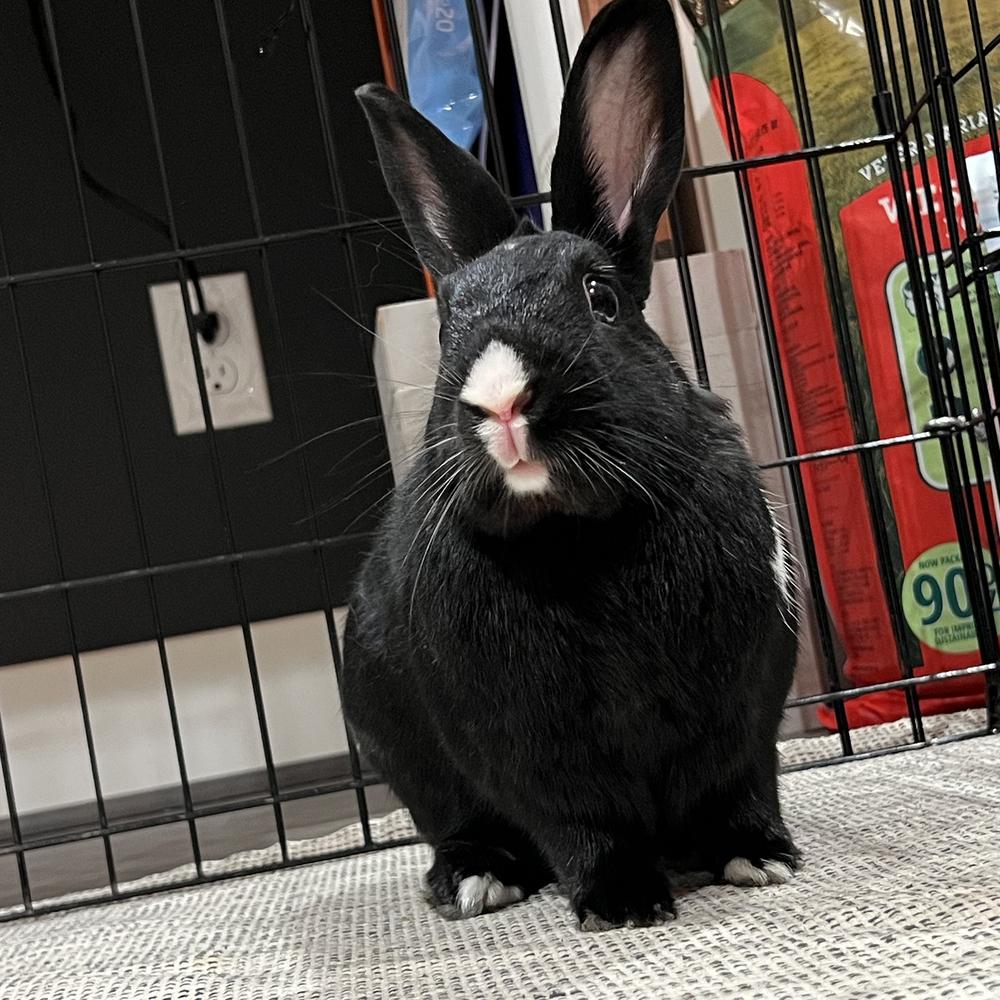 Barnaby and Betty, Adoptable, Adult Male Havana.