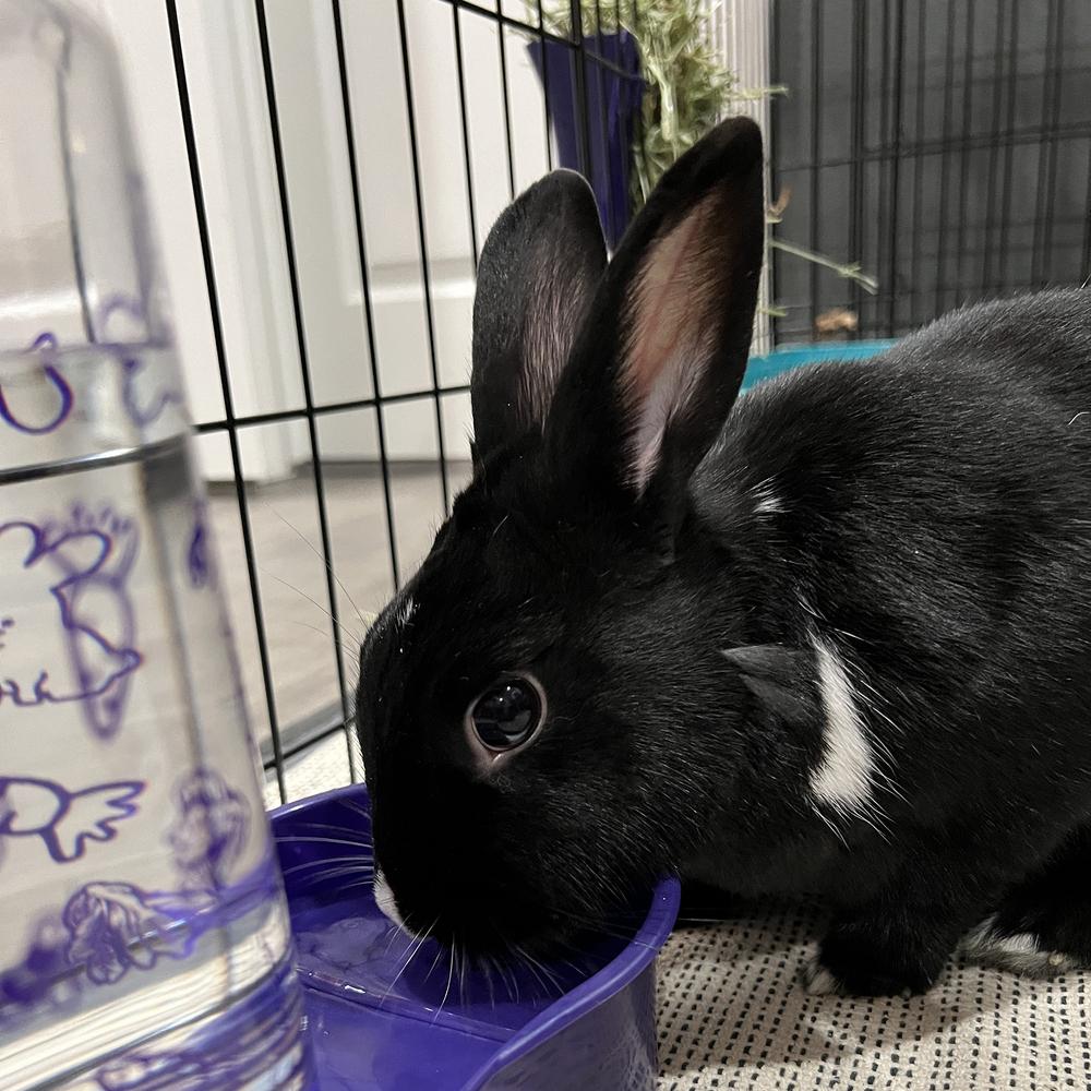 Enlarge Barnaby and Betty, a Adoptable Havana in Houston, TX image 5/6