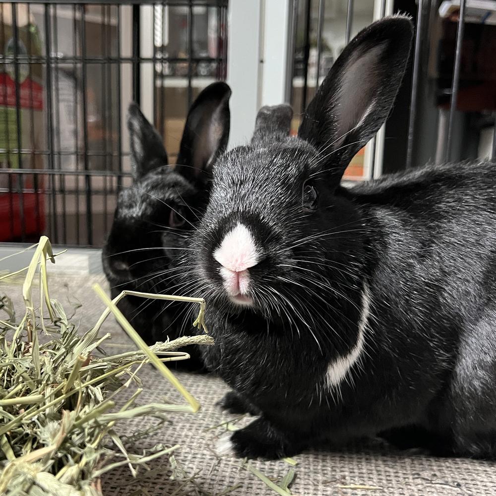 Enlarge Barnaby and Betty, a Adoptable Havana in Houston, TX image 4/5