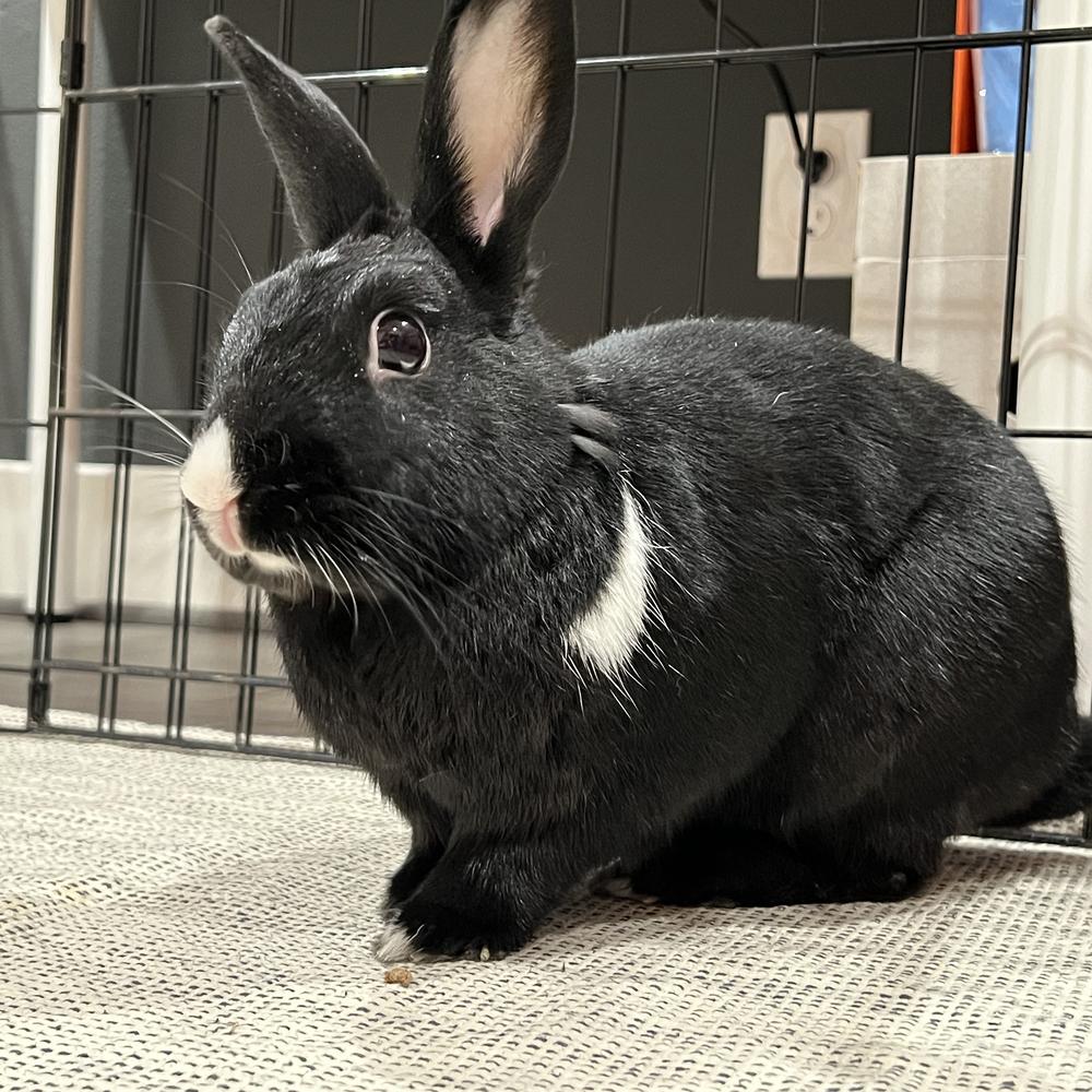 Enlarge Barnaby and Betty, a Adoptable Havana in Houston, TX image 6/6