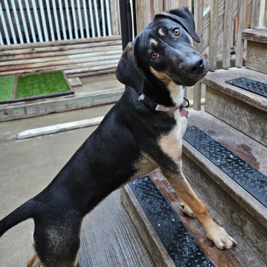 Enlarge Sable (REDUCED FEE!), a ADOPTABLE mixed breed in Chicago, IL image 5/6