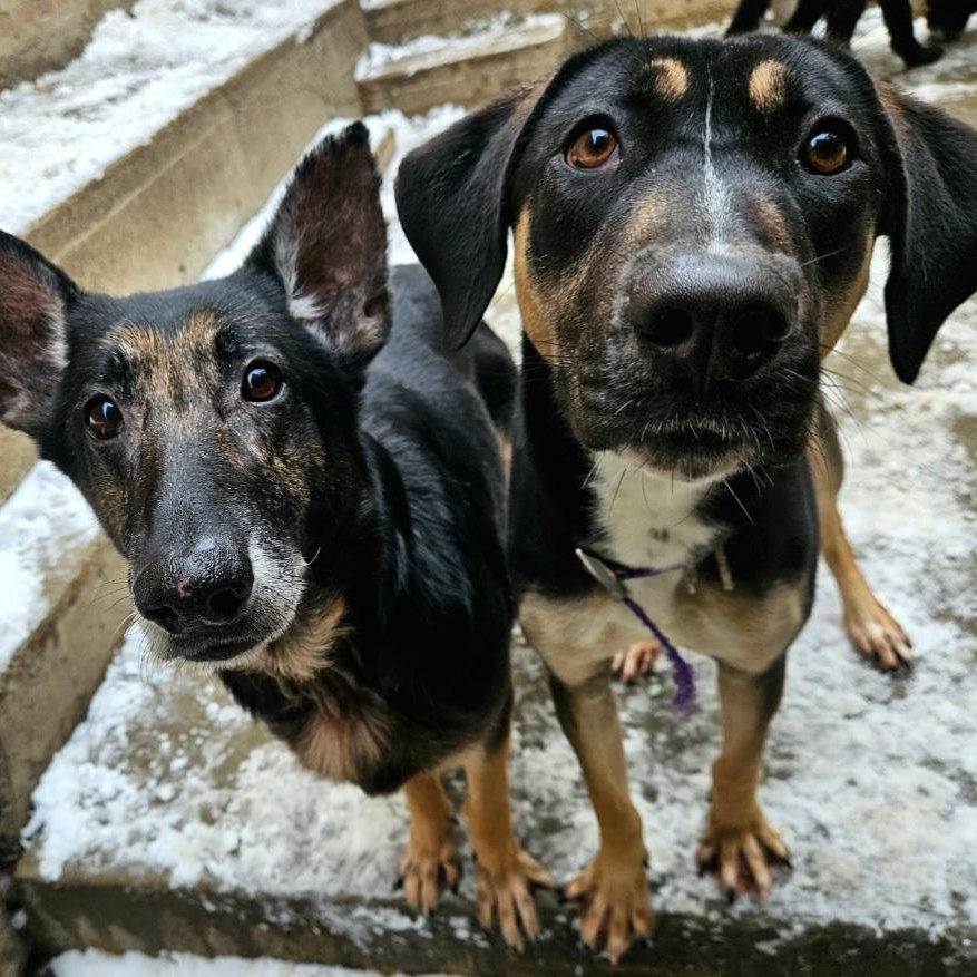 Enlarge Sable (REDUCED FEE!), a ADOPTABLE mixed breed in Chicago, IL image 6/6