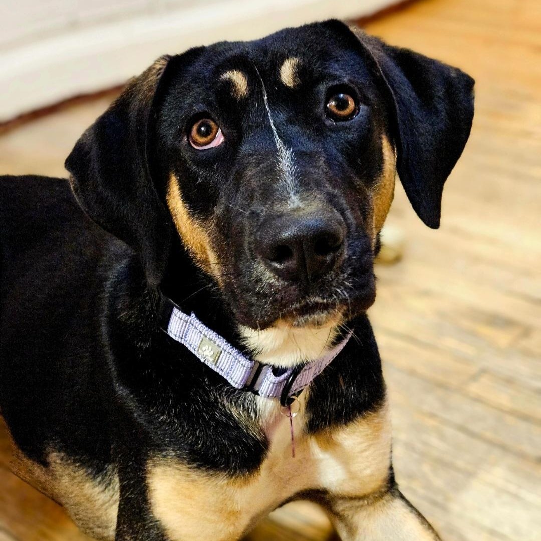 Sable (REDUCED FEE!), ADOPTABLE, Young Female German Shepherd Dog & Hound.