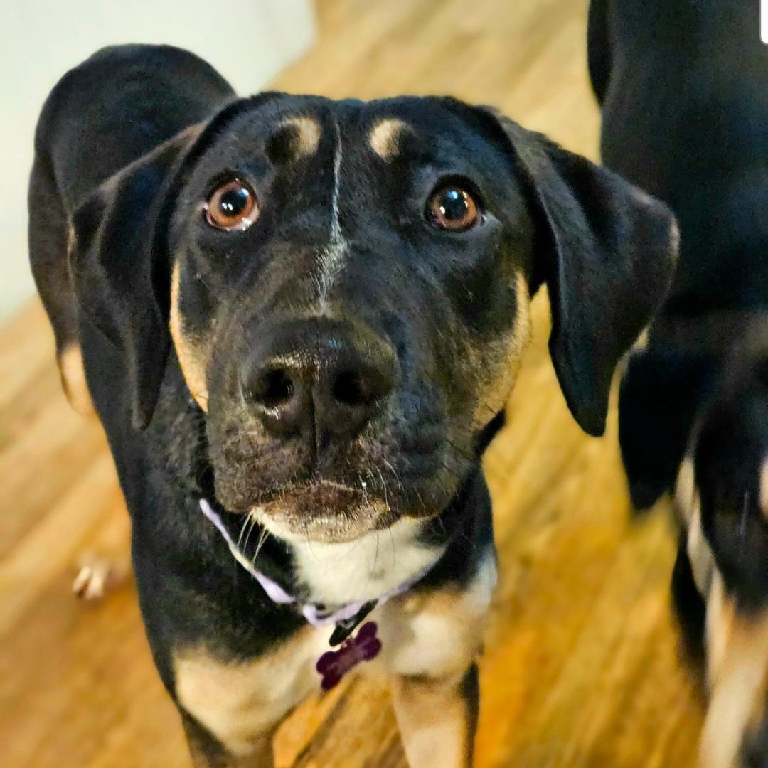 Enlarge Sable (REDUCED FEE!), a ADOPTABLE mixed breed in Chicago, IL image 4/6