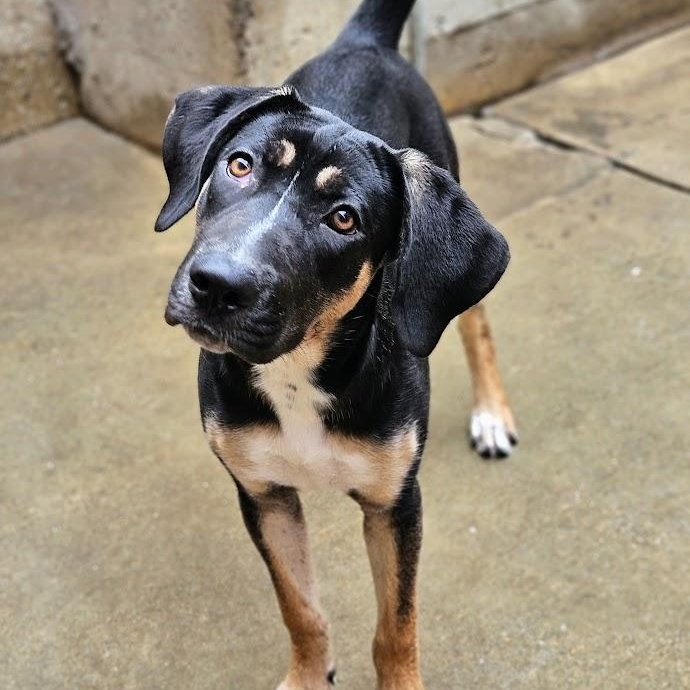 Enlarge Sable (REDUCED FEE!), a ADOPTABLE mixed breed in Chicago, IL image 2/6