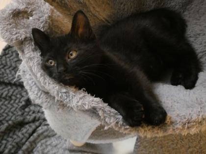 Enlarge Snickers, a Adoptable mixed breed in Pleasanton, CA image 1/3