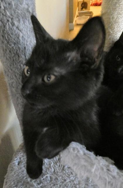 Enlarge Snickers, a Adoptable mixed breed in Pleasanton, CA image 2/3