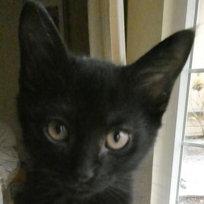 Enlarge Snickers, a Adoptable mixed breed in Pleasanton, CA image 3/3