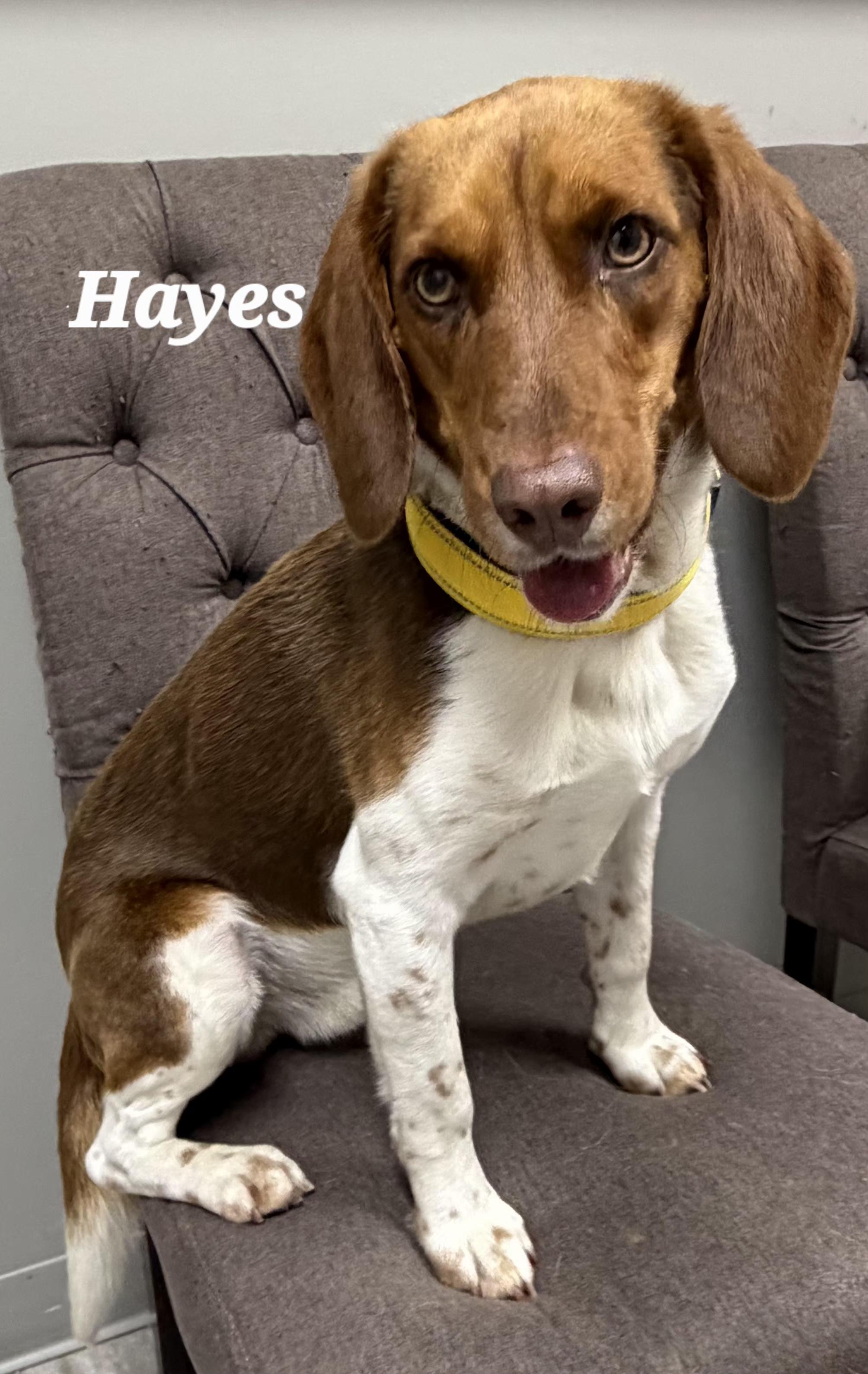 Enlarge Hayes, a ADOPTABLE Beagle in Urbana, OH image 1/1