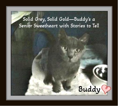 Enlarge Old-soul sweetness wrapped in silver, Buddy's heart is pure velvet., a Adoptable mixed breed in Winston Salem, NC image 1/1