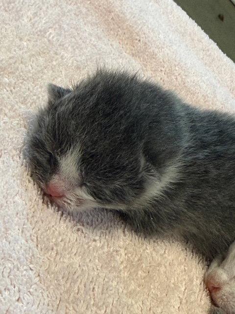 Suzy (Available 6/5/26), Adoptable, Young Female Domestic Short Hair.