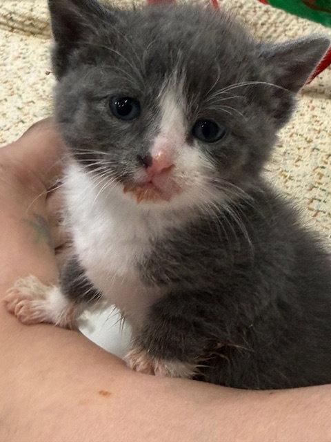 Enlarge Suzy (Available 6/5/26), a Adoptable Domestic Short Hair in Williamsburg, IA image 2/3