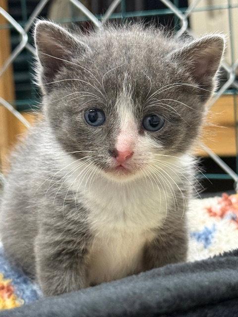 Enlarge Suzy (Available 6/5/26), a Adoptable Domestic Short Hair in Williamsburg, IA image 3/3