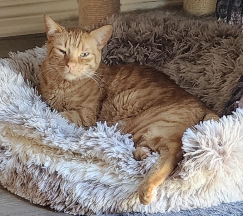 Shi-Shi (bonded to Mousie)