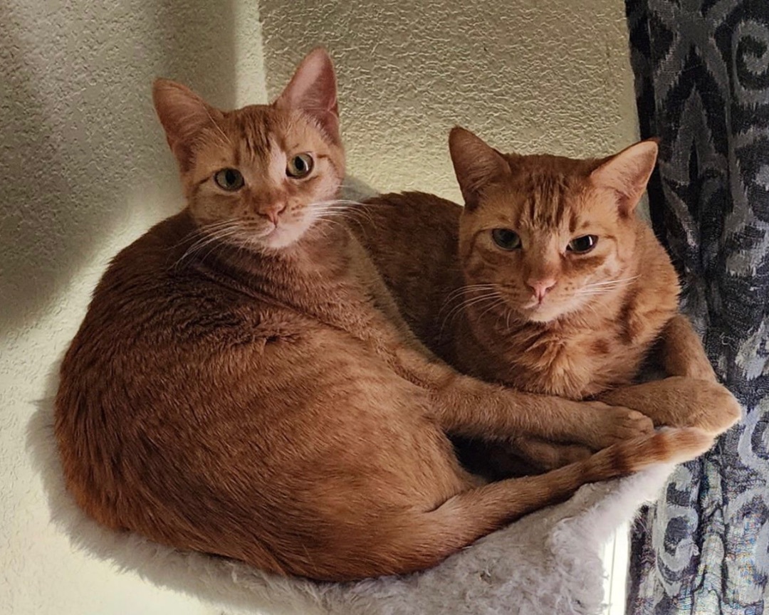 Shi-Shi (bonded to Mousie) — thumbnail 2