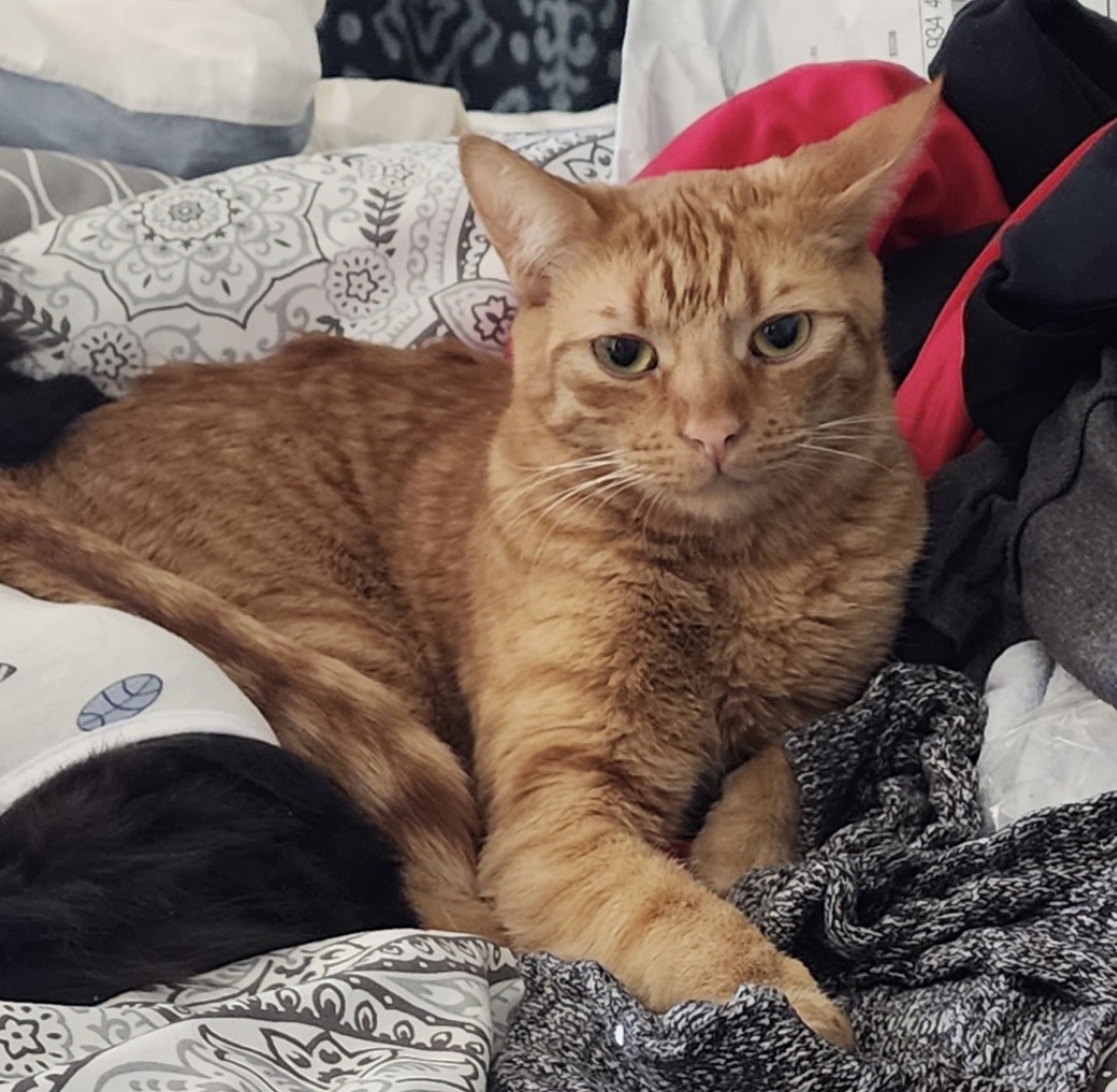 Shi-Shi (bonded to Mousie) — thumbnail 3