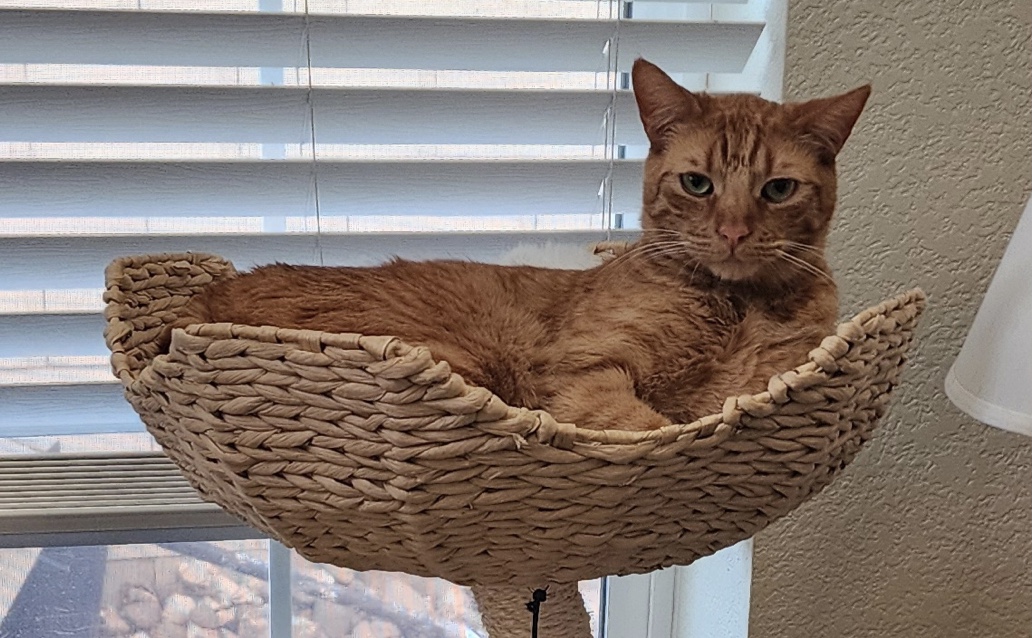 Shi-Shi (bonded to Mousie) — thumbnail 4