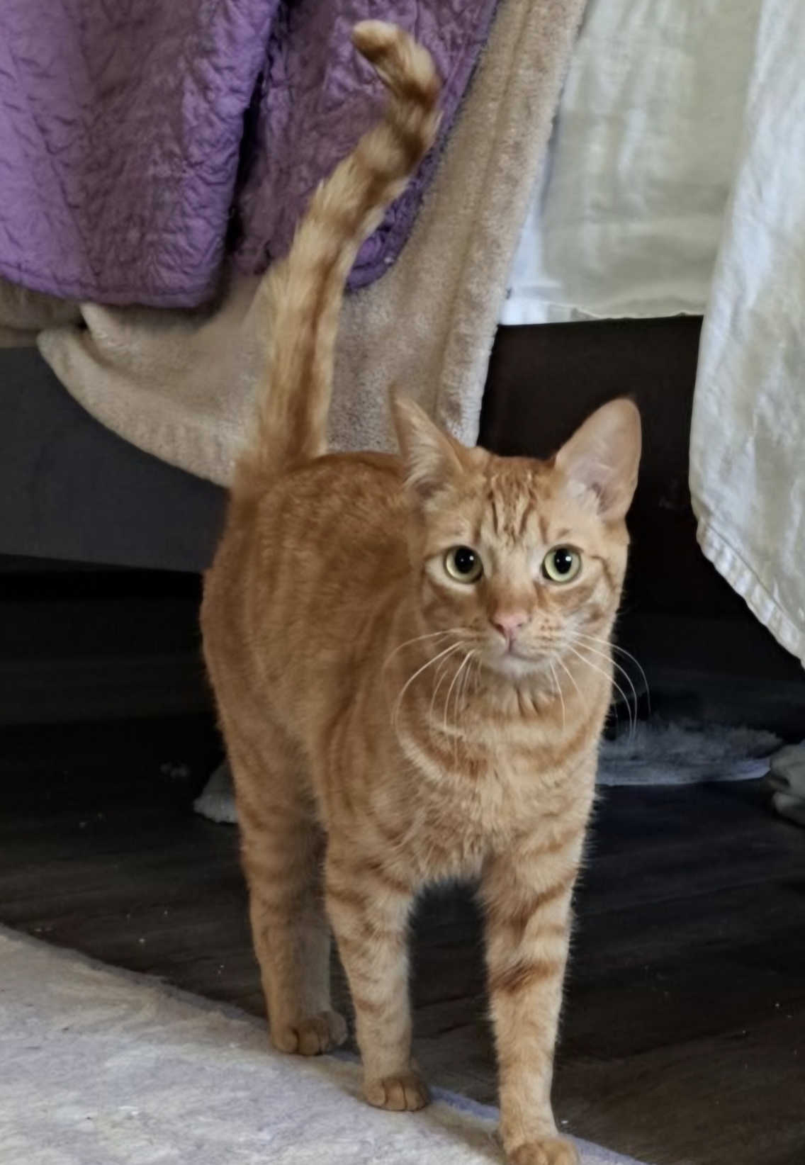 Shi-Shi (bonded to Mousie) — thumbnail 5