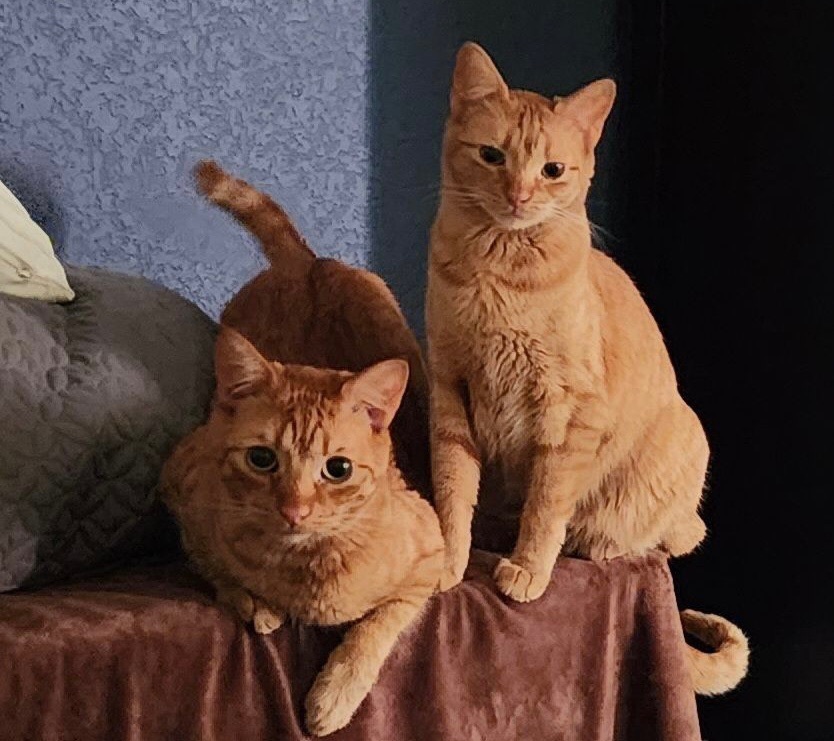 Shi-Shi (bonded to Mousie) — thumbnail 6