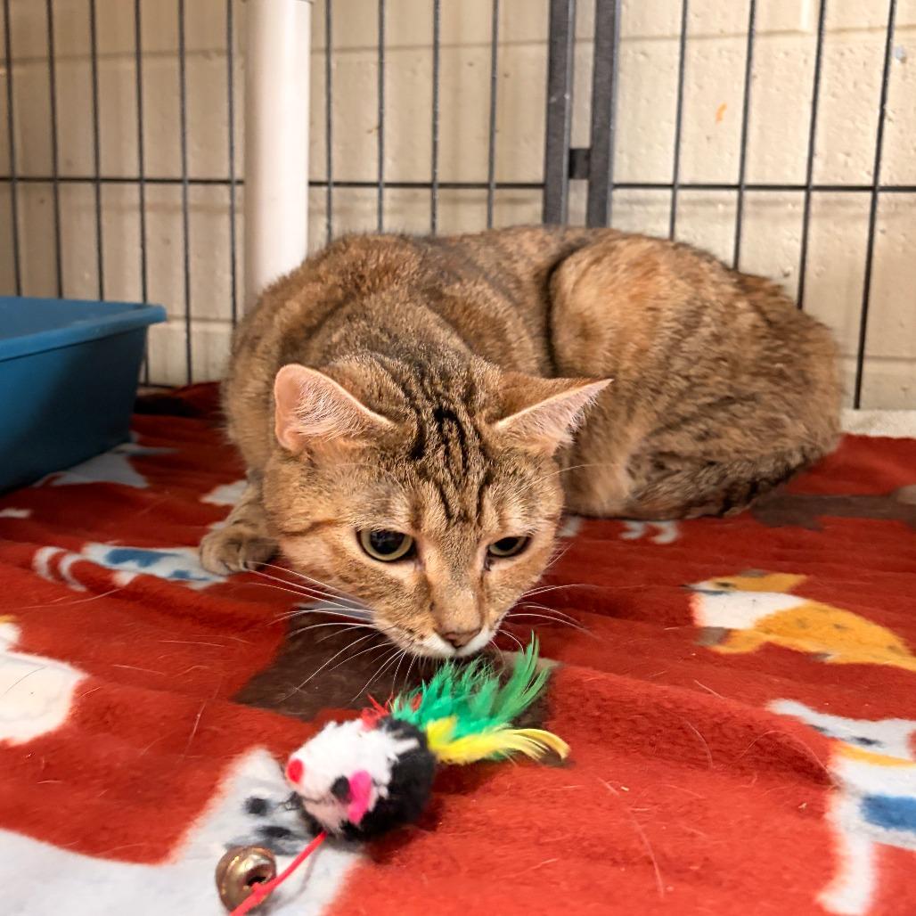 Oregano, a Adoptable Domestic Short Hair in Franklin, NC image 1/3