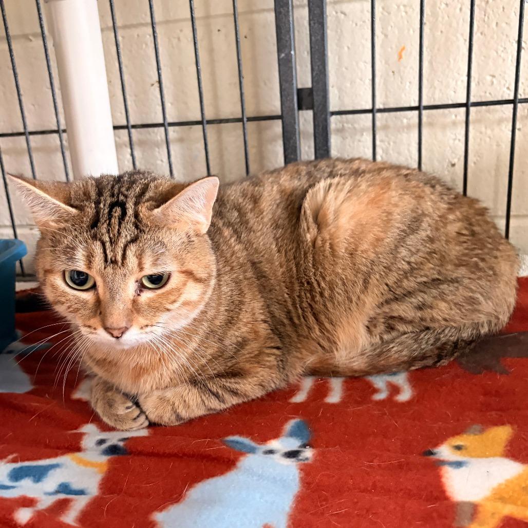 Oregano, a Adoptable Domestic Short Hair in Franklin, NC image 2/3
