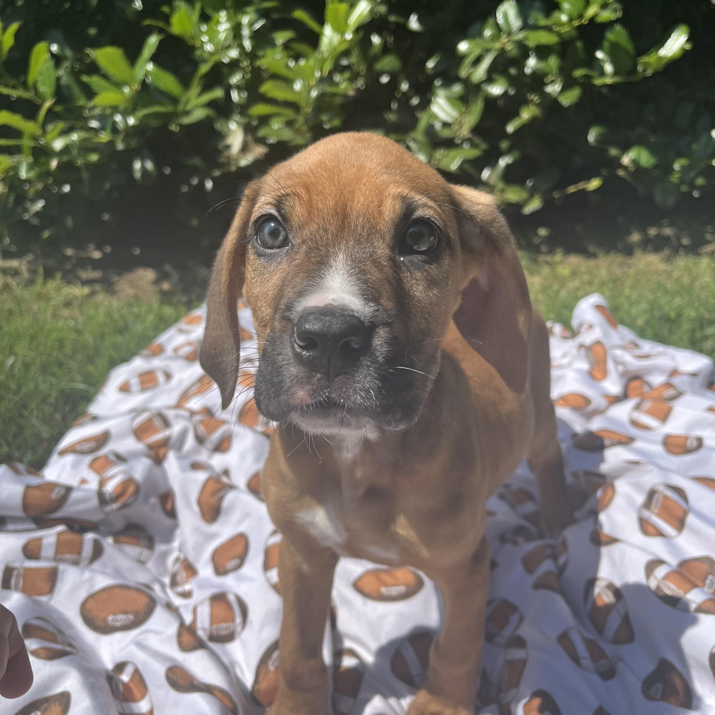 Bao Hound Dog