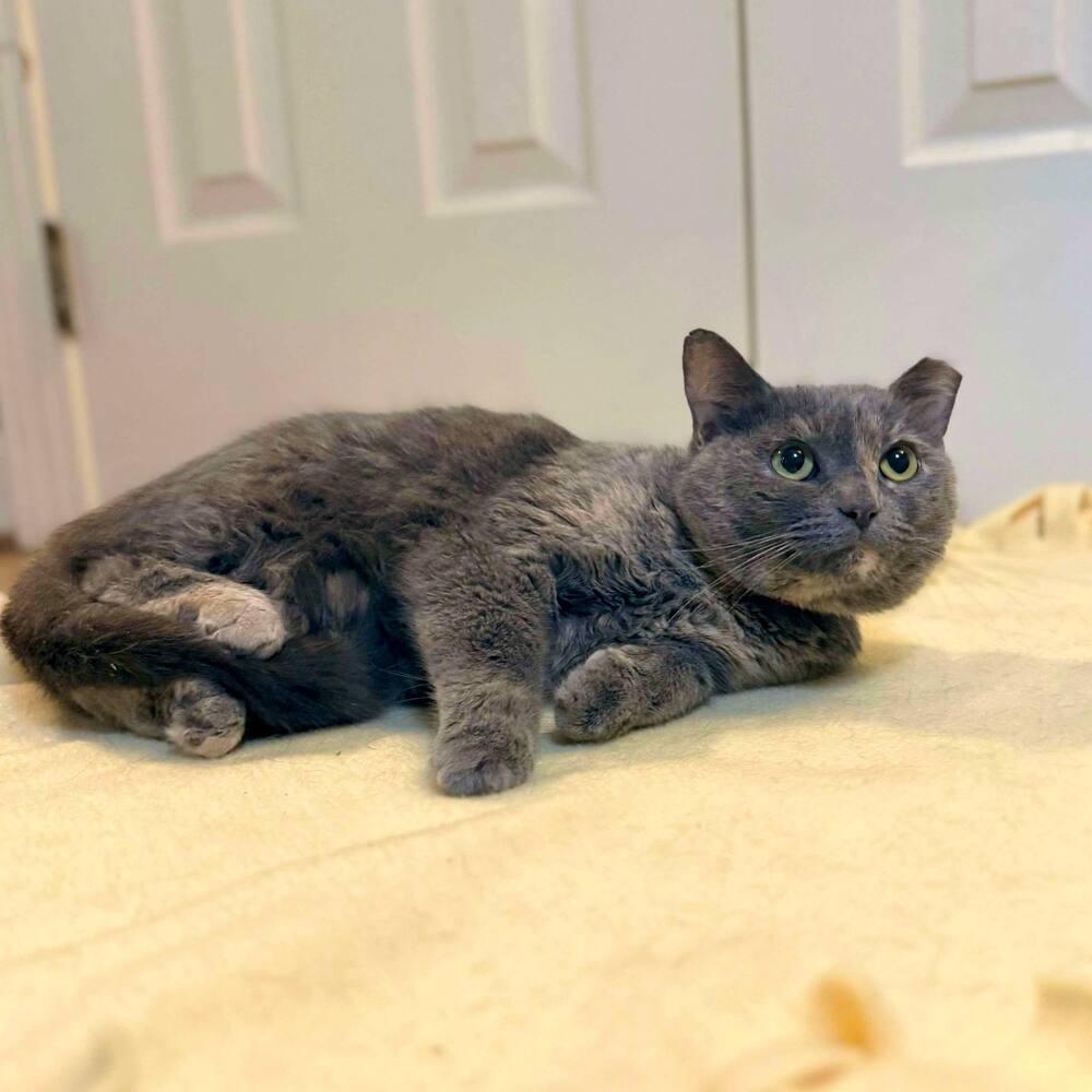 Enlarge Fiona, a Adoptable Domestic Short Hair in Raleigh, NC image 1/6