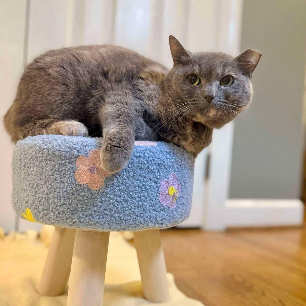 Enlarge Fiona, a Adoptable Domestic Short Hair in Raleigh, NC image 2/6