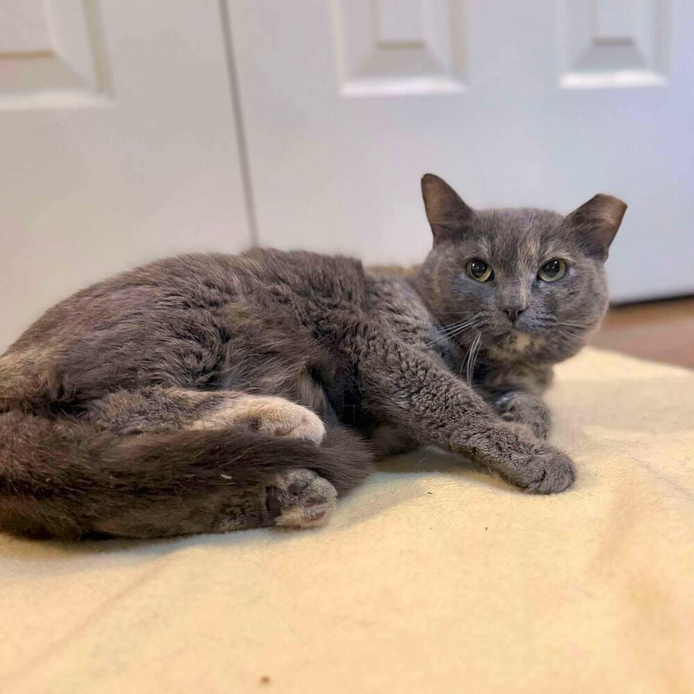 Enlarge Fiona, a Adoptable Domestic Short Hair in Raleigh, NC image 3/6