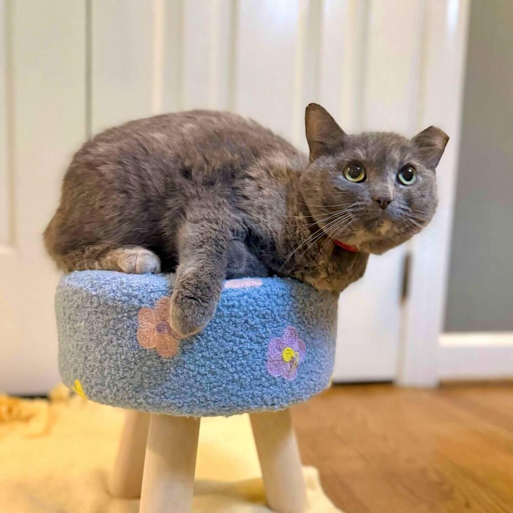 Enlarge Fiona, a Adoptable Domestic Short Hair in Raleigh, NC image 4/6