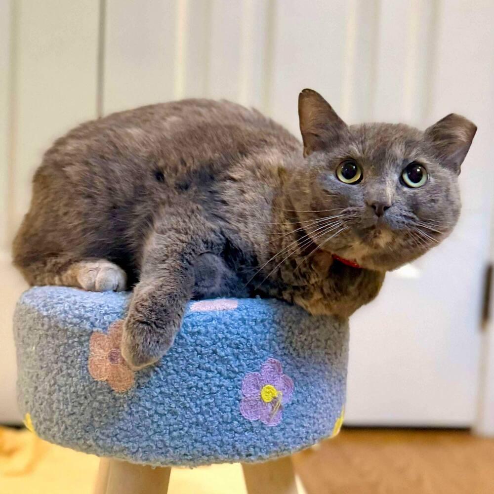 Enlarge Fiona, a Adoptable Domestic Short Hair in Raleigh, NC image 6/6