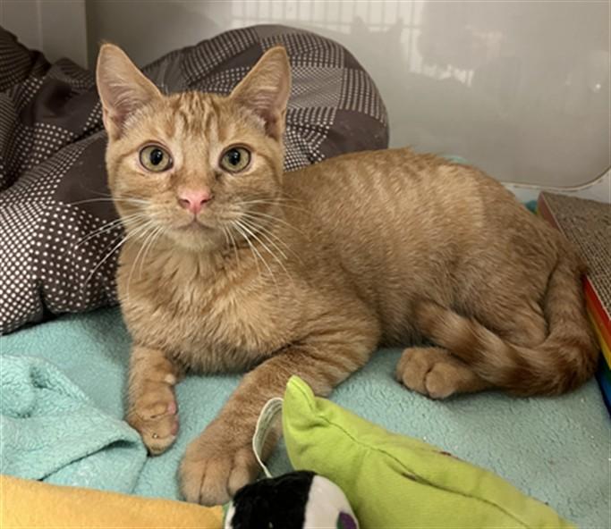 Enlarge LIGHTNING, a Adoptable Domestic Short Hair in Hayward, CA image 1/1