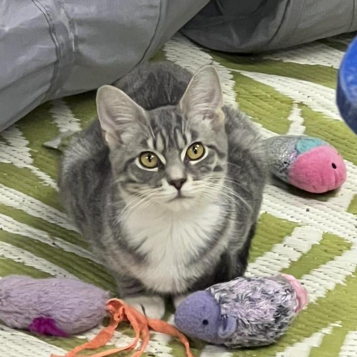 Delta Dawn, Adoptable, Young Female Domestic Short Hair & Domestic Short Hair.