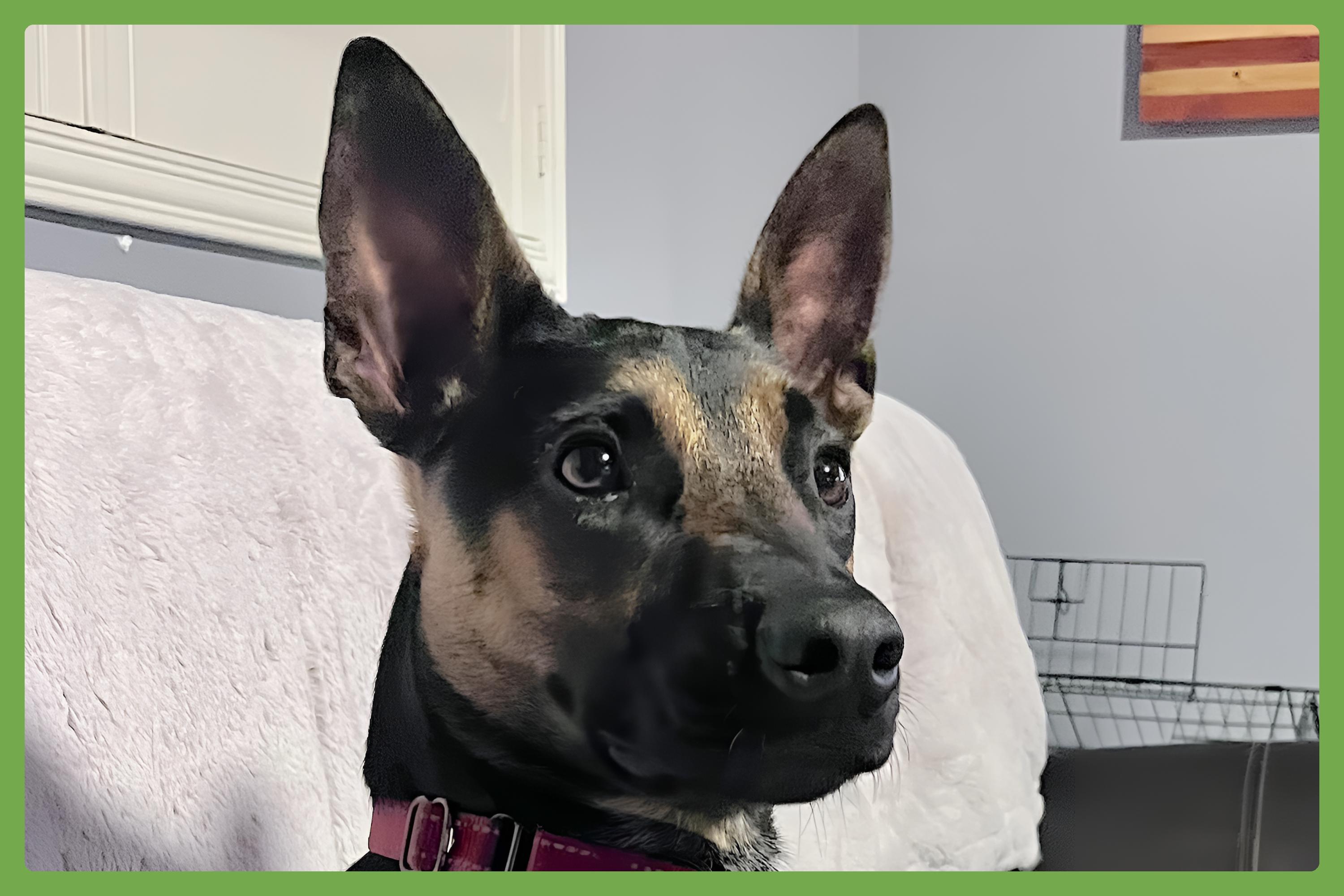 Scooby, Young Male Australian Cattle Dog / Blue Heeler