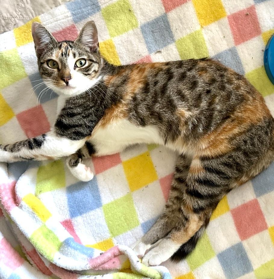 Fern, Adoptable, Kitten Female Calico.