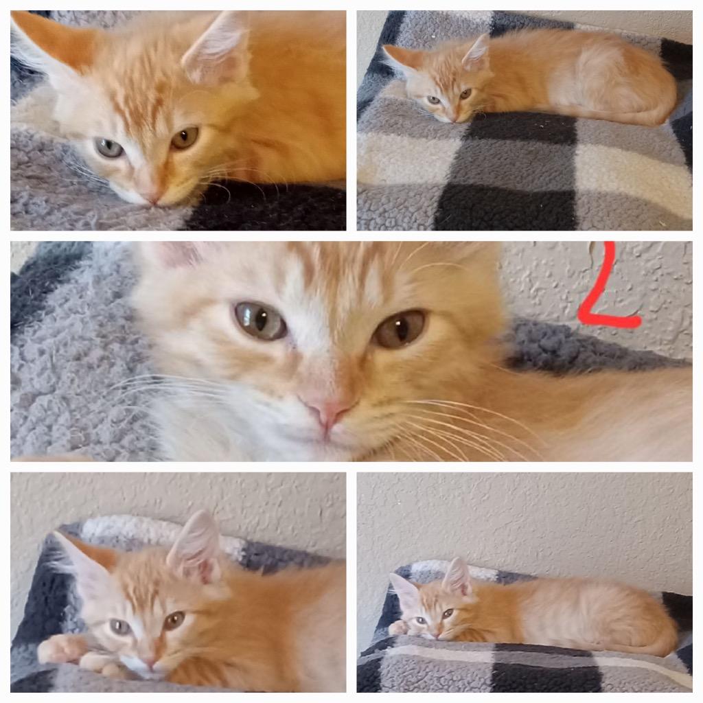 Max, Adoptable, Kitten Male Domestic Medium Hair.