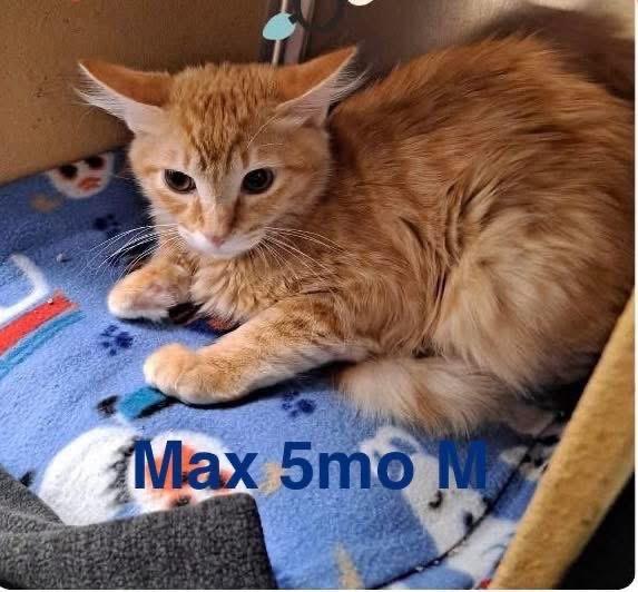 Enlarge Max, a Adoptable mixed breed in Mustang, OK image 2/2