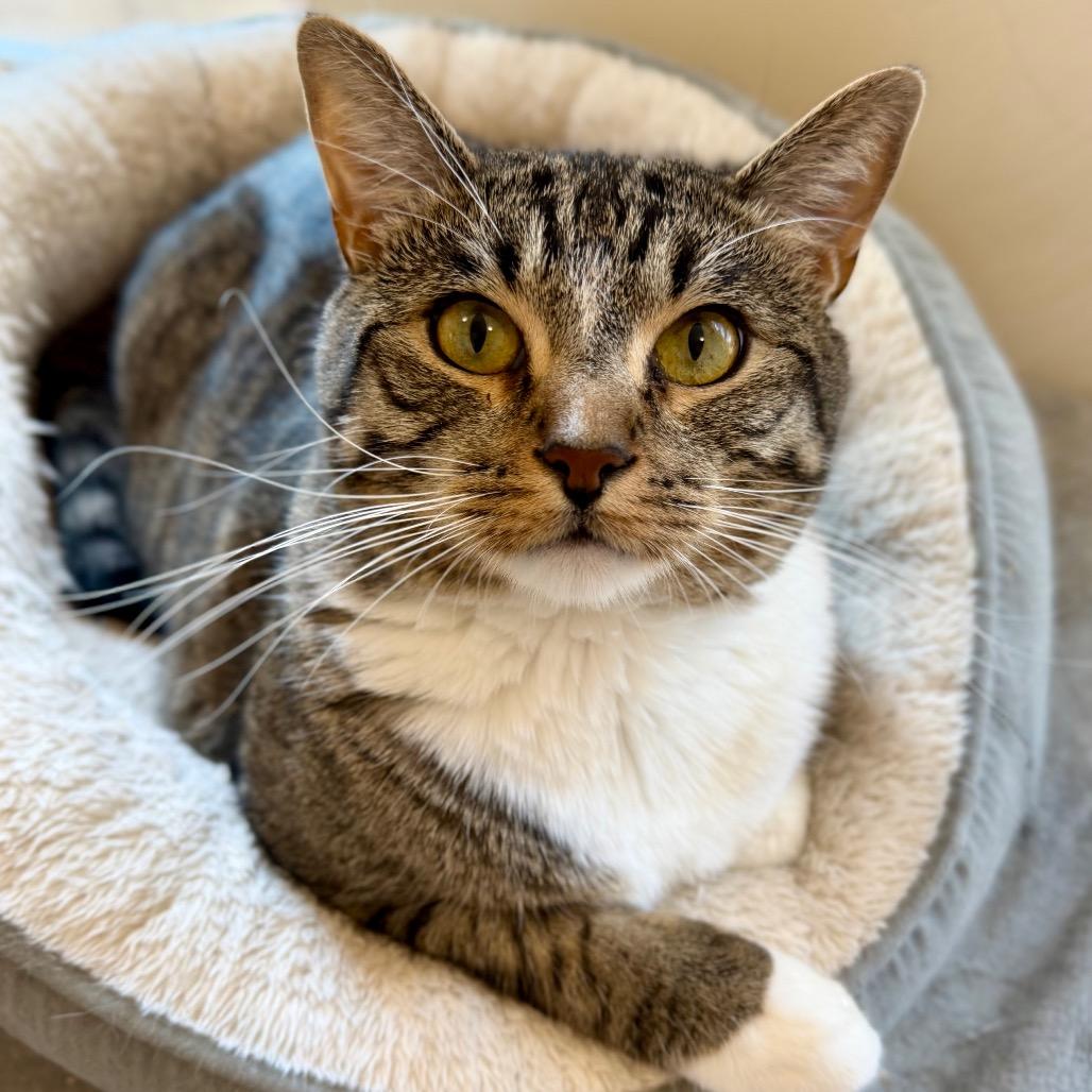 Enlarge Lemmy & Lacey, a ADOPTABLE Domestic Medium Hair in Manitou Springs, CO image 5/6