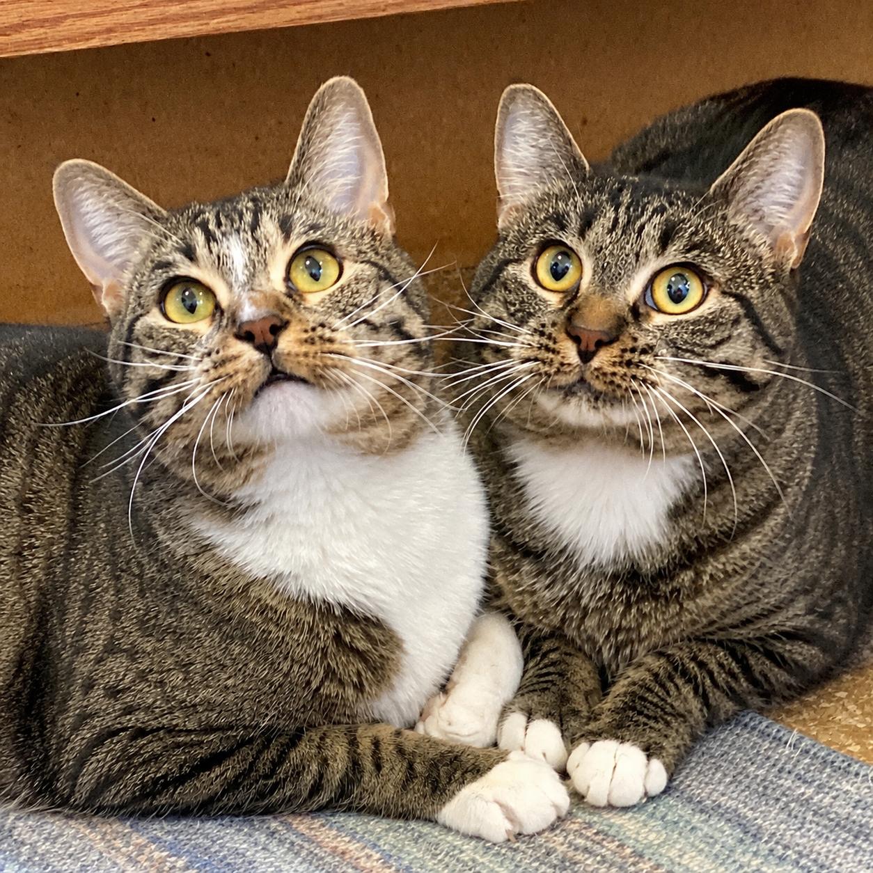 Lemmy & Lacey, ADOPTABLE, Adult Male Domestic Medium Hair.